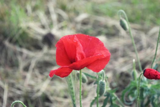 Red poppy Flower in nature field summer landscape