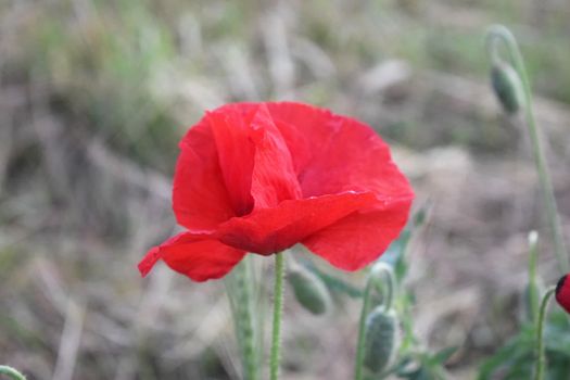 Red poppy Flower in nature field summer landscape