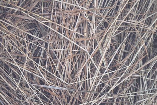 Hay Background, Hay Wallpaper, Hay Background Macro Nature