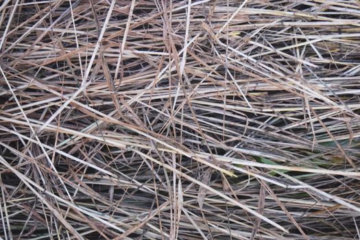 Hay Background, Hay Wallpaper, Hay Background Macro Nature