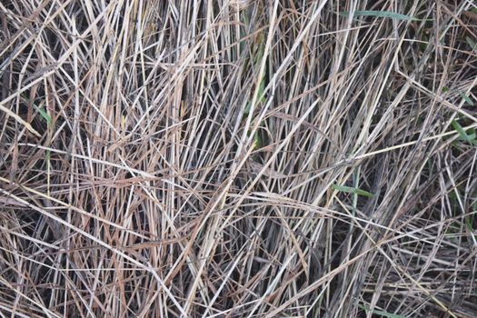 Hay Background, Hay Wallpaper, Hay Background Macro Nature