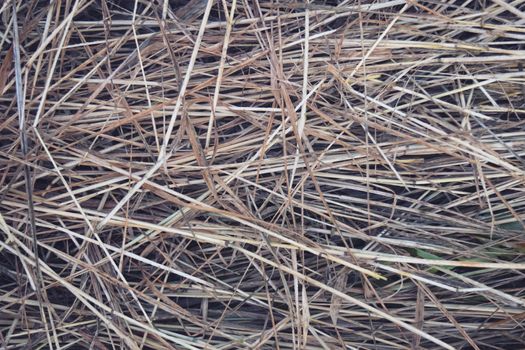 Hay Background, Hay Wallpaper, Hay Background Macro Nature