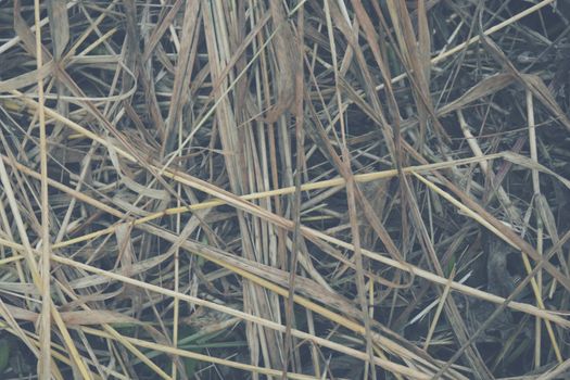 Hay Background, Hay Wallpaper, Hay Background Macro Nature