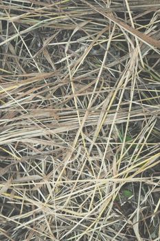 Hay Background, Hay Wallpaper, Hay Background Macro Nature