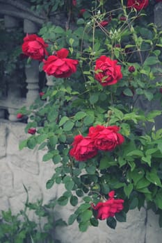 Bushes of red or scarlet rose flowers lit by bright sun, fence . Flowering time, natural floral fence. Gardening, plants for landscape design
