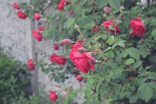 Bushes of red or scarlet rose flowers lit by bright sun, fence . Flowering time, natural floral fence. Gardening, plants for landscape design