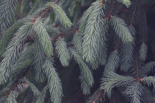 Spruce Twigs Close Up, Natural Background For Your Needs