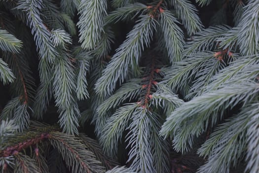 Spruce Twigs Close Up, Natural Background For Your Needs