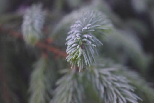 Spruce Twigs Close Up, Natural Background For Your Needs