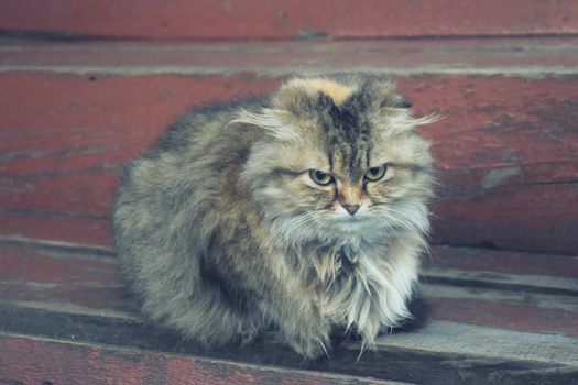 Cute furry cat sitting on a wooden ladder