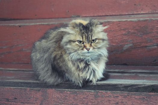 Cute furry cat sitting on a wooden ladder