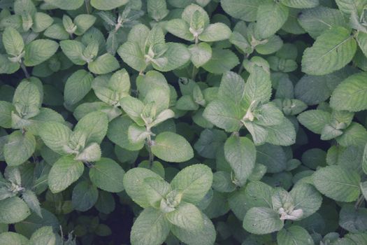 The lemon balm growing in the garden. Natural background for your needs