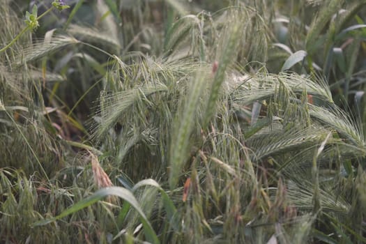 Grass on the field during sunrise. Agricultural landscape in the summer time