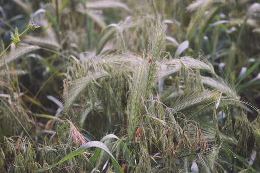 Grass on the field during sunrise. Agricultural landscape in the summer time