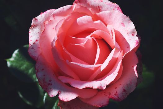 Coral rose flower in roses garden. Top view. Soft focus.