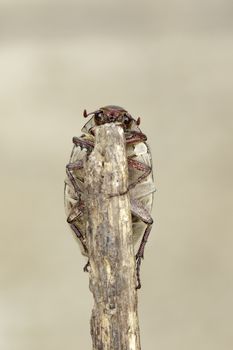 Image of cockchafer (Melolontha melolontha) on a branch on a natural background. Insect. Animals.