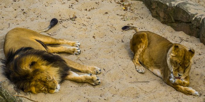 Male and female lion together, Male lion sleeping, lioness licking her paw, vulnerable animal specie from Africa