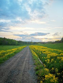 Beautiful morning landscape with ground road in flower meadow