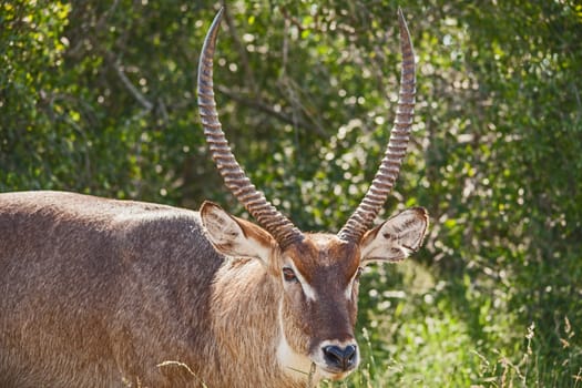 A single male Waterbuck, (Kobus ellipsiprymnus) photographed in Kruger National Park. South Africa.