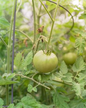 Close-up view of green super fantastic tomato on tree vines at patch garden in Texas, America. Organic tomatoes growing with galvanized wire round, steel grow structure