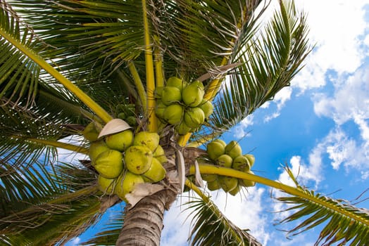 Fresh coconut on the tree, coconut cluster on coconut palm tree on blue sky.