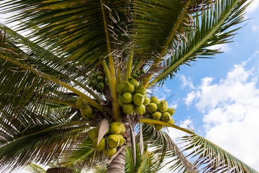 Fresh coconut on the tree, coconut cluster on coconut palm tree on blue sky.