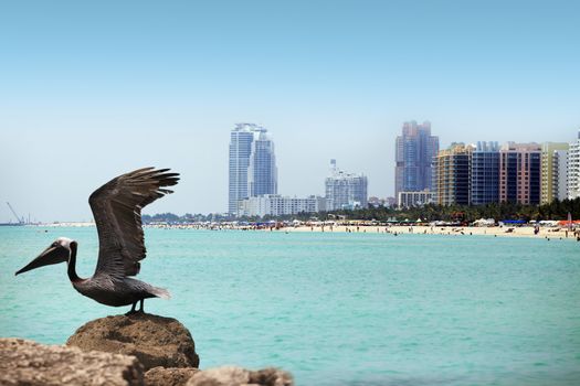 Pelican on the background of the South Beach in Miami