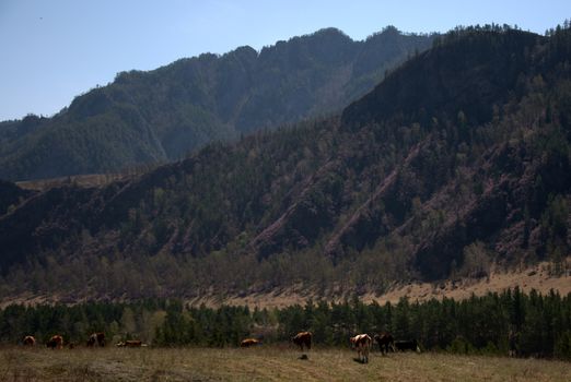 A group of horses grazes in a fertile valley surrounded by mountains. Altai, Siberia, Russia.
