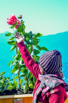 Woman with warm clothing touch a red zinnia flower in the balcony in Shantiniketan, Bolpur, West Bengal, India