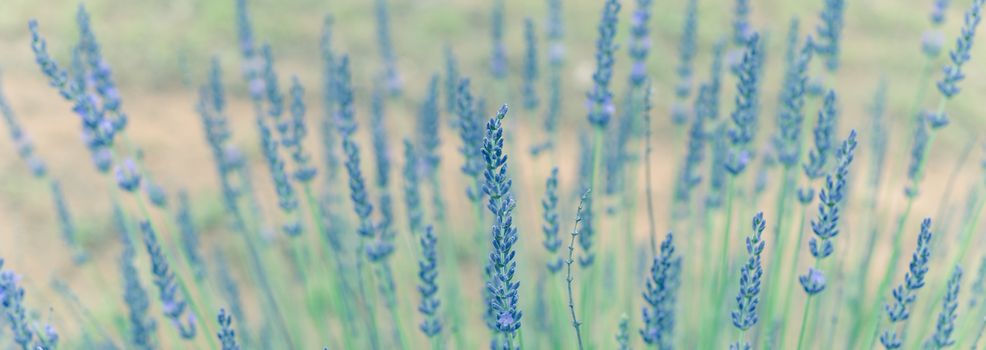 Panorama view close-up view full blossom lavender bush at organic farm near Dallas, Texas, USA