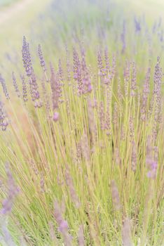 Full blossom lavender bush at organic farm near Dallas, Texas, USA with warm sunset light. Close-up view blooming lavender flower