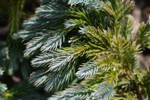 Flaky Juniper Blue Star - Latin name - Juniperus squamata Blue Star