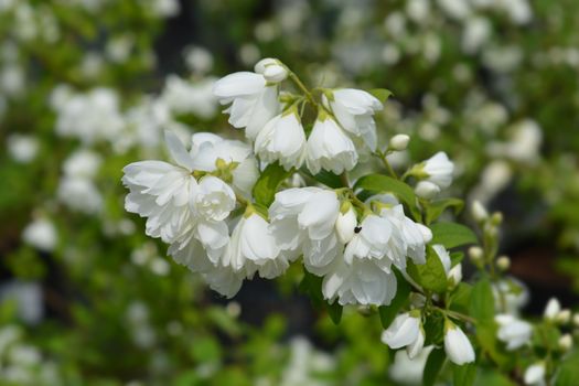 Mock orange Virginal - Latin name - Philadelphus Virginal