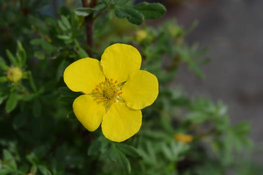 Shrubby cinquefoil Sommerflor - Latin name - Dasiphora fruticosa Sommerflor (Potentilla fruticosa Sommerflor)