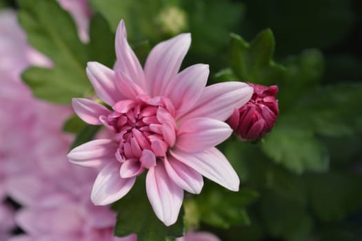 Pink Chrysanthemum - Latin name - Dendranthema indicum (Chrysanthemum indicum)