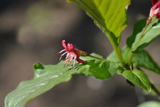 Alpine Honeysuckle - Latin name - Lonicera alpigena