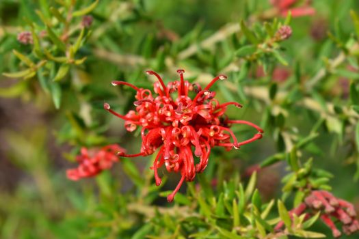 Rosemary grevillea - Latin name - Grevillea rosmarinifolia