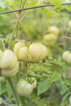 Green heirloom tomato growing on tree vines at patch garden in Texas, America. Organic cluster of fruits with galvanized wire round structure