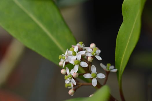 Skimmia Passion - Latin name - Skimmia japonica Passion