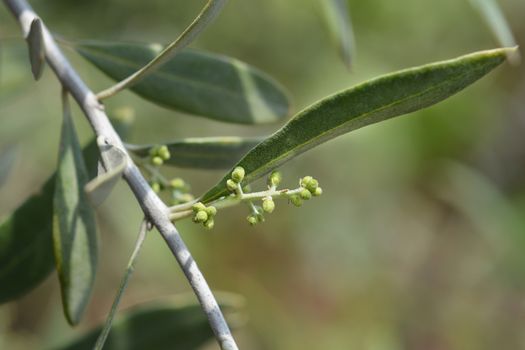 Common olive - Latin name - Olea europaea