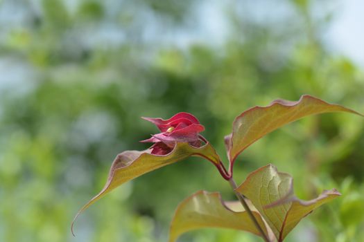 Himalayan honeysuckle - Latin name - Leycesteria formosa