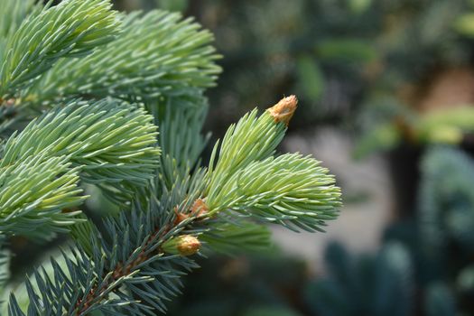 Fat Albert Colorado blue spruce - Latin name - Picea pungens Fat Albert