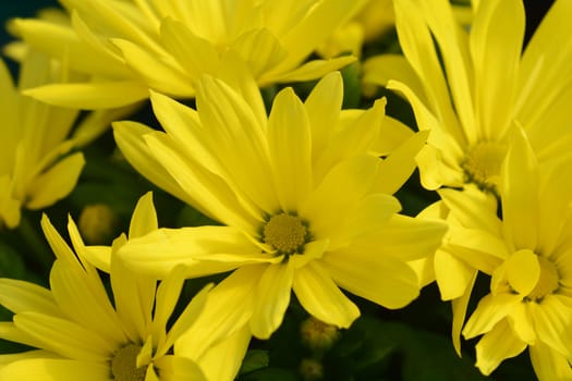 Yellow Chrysanthemum - Latin name - Dendranthema indicum (Chrysanthemum indicum)