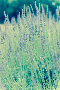 Vintage tone close-up view full blossom lavender bush at organic farm near Dallas, Texas, USA