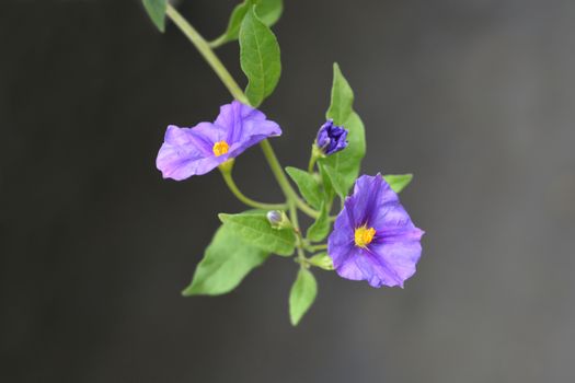 Blue potato bush - Latin name - Lycianthes rantonnetii
