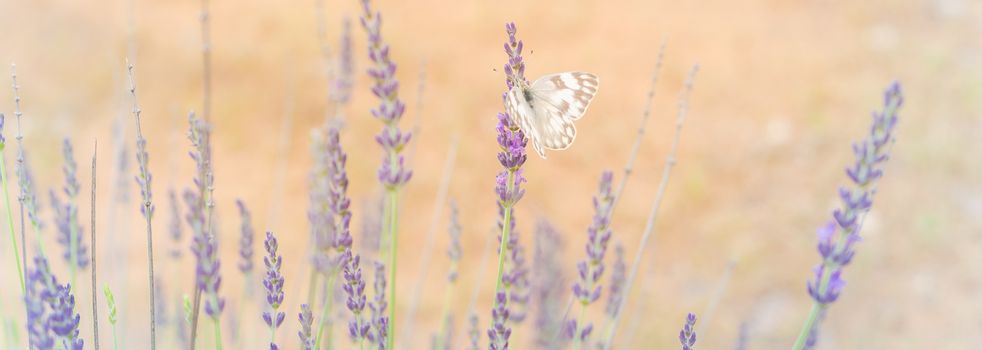 Panorama view close-up white butterfly on full bloom lavender bush at local farm in Gainesville, Texas, USA. Blossom lavender season