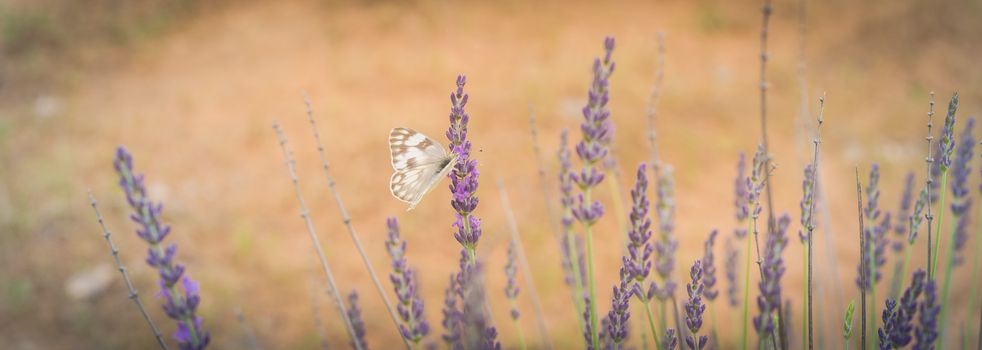 Panorama view close-up white butterfly on full bloom lavender bush at local farm in Gainesville, Texas, USA. Blossom lavender season