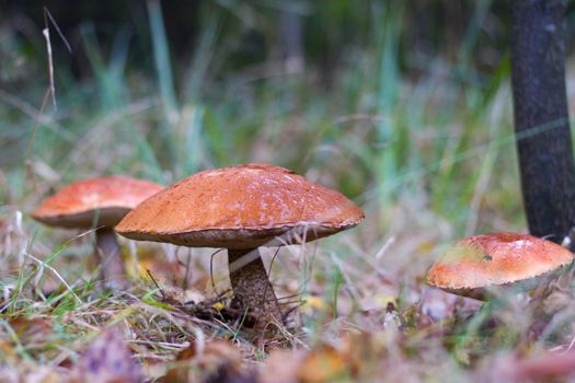 Three big leccinum mushrooms growing in forest. Orange cap boletus grow in wood. Beautiful edible autumn bolete
