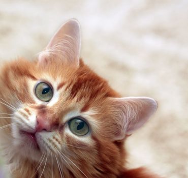 Portrait of a young red-haired cat