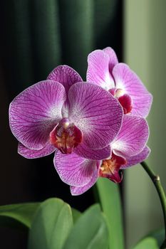 Beautiful purple orchid flower isolated on green